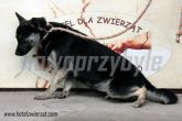 20.08.2013 WOLBÓRZ SUKA55728